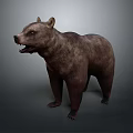3D Brown Bear Model Standing Posture Realistic Fur Texture And Gray Background 3d model