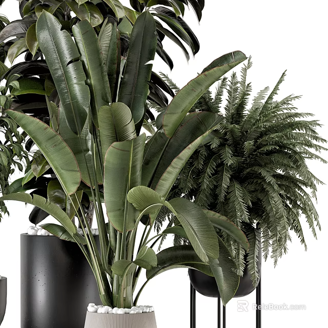 Lush Green Bonsai Potted Plants With Large Leaves Ferns And Modern Black Pots 3d model 