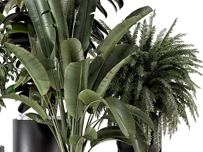 Lush Green Bonsai Potted Plants With Large Leaves Ferns And Modern Black Pots 3d model