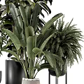 Lush Green Bonsai Potted Plants With Large Leaves Ferns And Modern Black Pots