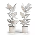Garden Ornaments Featuring Rubber Plants With Dark Green Leaves And Red Edges In Black Pots