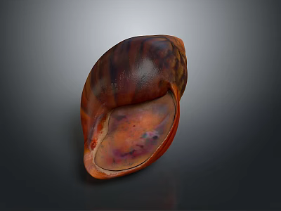 Elegant Natural Shell Decorative Ornament Set With Brown Red Glossy Texture For Home Decor 3d model