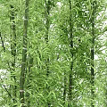 Tall Green Bamboo Trees With Slender Trunks And Fresh Leaves In Natural Forest