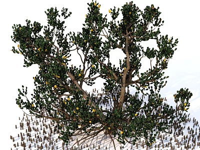 Arbor With Lush Green Foliage Yellow Blossoms And Exposed Root System 3d model