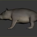 Realistic 3D Wombat Model With Brown Fur Stocky Body And Short Legs