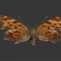 Modern Butterfly Moth Color Moth Color Butterfly 3d model