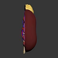 3D Human Kidney Anatomy Model With Blood Vessels Adrenal Gland And Internal Structure