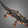 Detailed Black Salamander With Yellow Spots And Red Limbs On Gray Background