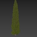 Mediterranean Cedar 3d model