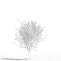 Bare Solitary Tree Standing Against Clear Blue Sky With White Clouds