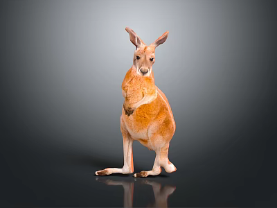 Standing Orange and White Kangaroo on Dark Gray Background with Floor Reflection 3d model