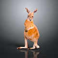 Standing Orange and White Kangaroo on Dark Gray Background with Floor Reflection 3d model
