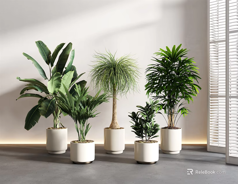 Indoor Bonsai Potted Plants With Various Green Species In White Ceramic Pots 3d model 