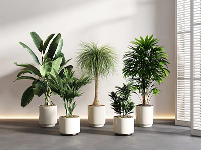 Indoor Bonsai Potted Plants With Various Green Species In White Ceramic Pots 3d model
