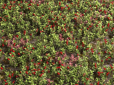 Modern Blueberry Plant Shrub 3d model