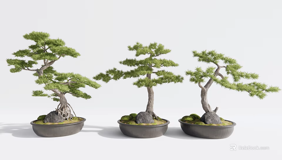 Three Natural Bonsai Trees with Twisted Trunks in Black Pots with Stones and Moss 3d model 