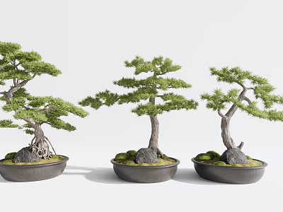 Three Natural Bonsai Trees with Twisted Trunks in Black Pots with Stones and Moss 3d model