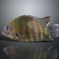Vibrant Colorful Spotted Striped Tropical Fish With Iridescent Body Scales And Fins