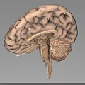 Detailed Human Brain 3D Model with Anatomical Structure and Neural Pathway Details 3d model