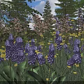 Vibrant Purple Flowers With Yellow Blooms And Green Leaves In Garden Under Blue Sky