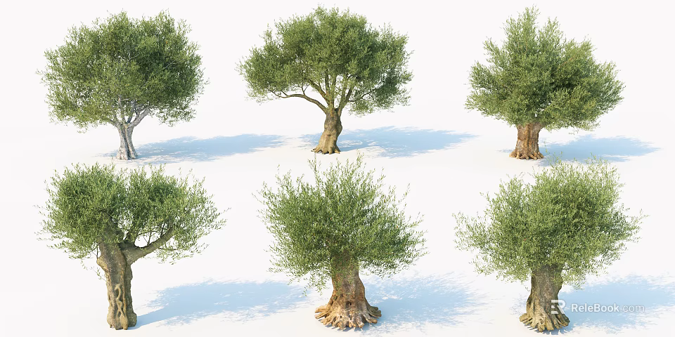Olive Trees With Thick Trunks And Lush Foliage In Various Growth Forms 3d model 