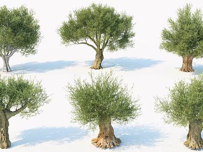 Olive Trees With Thick Trunks And Lush Foliage In Various Growth Forms 3d model