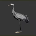 Gray Crane with White and Black Neck Standing on Base in Gray Background