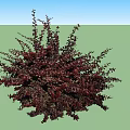 Bushy Deep Red Leaf Shrubs For Garden Landscaping And Decoration