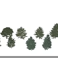 Diverse Arbor Trees With Green Foliage Lush Canopies And Various Shapes