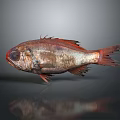 Red Brown Fish With Large Eyes Fins And Tail On Dark Reflective Surface