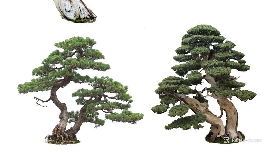 Ornamental Pine Trees with Curved Trunks and Lush Foliage in Bonsai Design 3d model 