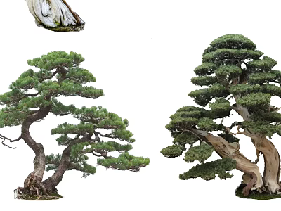 Ornamental Pine Trees with Curved Trunks and Lush Foliage in Bonsai Design 3d model