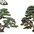 Ornamental Pine Trees with Curved Trunks and Lush Foliage in Bonsai Design