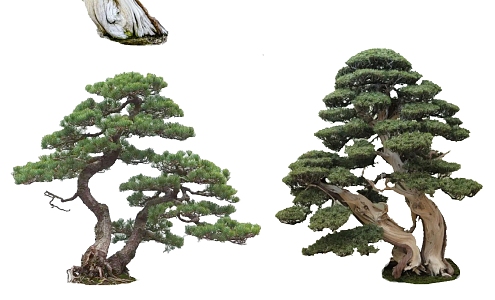 New Chinese Style Pine, Pohan Pine, Pohan Pine Combination Plant Zen Tree 3d model