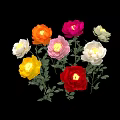 Colorful Garden Roses In Various Colors With Green Leaves And Petals
