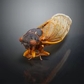 Close up of cicada with brown orange body and transparent veined wings on dark reflective surface