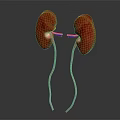Realistic Human Kidneys Anatomy With Connected Blood Vessels Medical Illustration