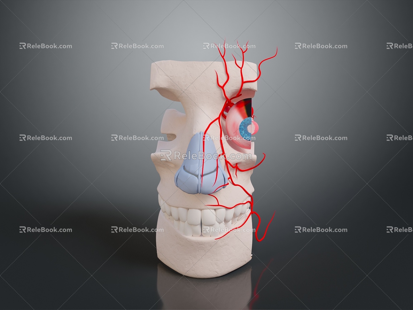 Human Body Human Organs Human Tissue Human Body Structure Human Anatomy Human Specimen Medicine 3d model