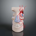 Human Head Anatomical Model Showing Nasal Cavity Vascular Structure And Dental Details