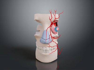 Human Head Anatomical Model Showing Nasal Cavity Vascular Structure And Dental Details 3d model