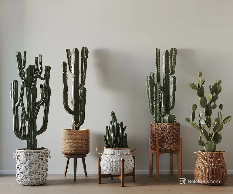 Potted Cactus Plants in Various Woven Ceramic Planters on Wooden Stands for Indoor Decoration 3d model 