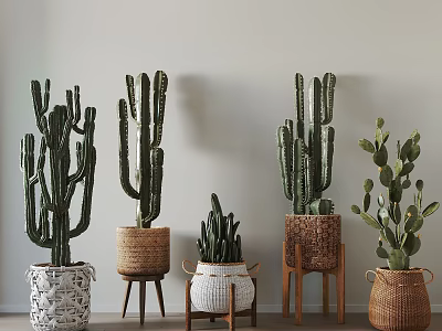 Potted Cactus Plants in Various Woven Ceramic Planters on Wooden Stands for Indoor Decoration 3d model