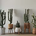 Potted Cactus Plants in Various Woven Ceramic Planters on Wooden Stands for Indoor Decoration