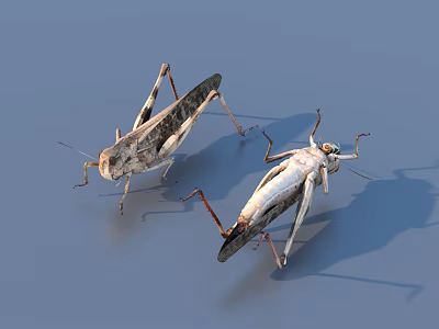 Two Grasshoppers in Different Poses on Blue Background with Shadows 3d model