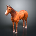 Brown Horse Standing With Shiny Coat And White Mane Against Dark Background