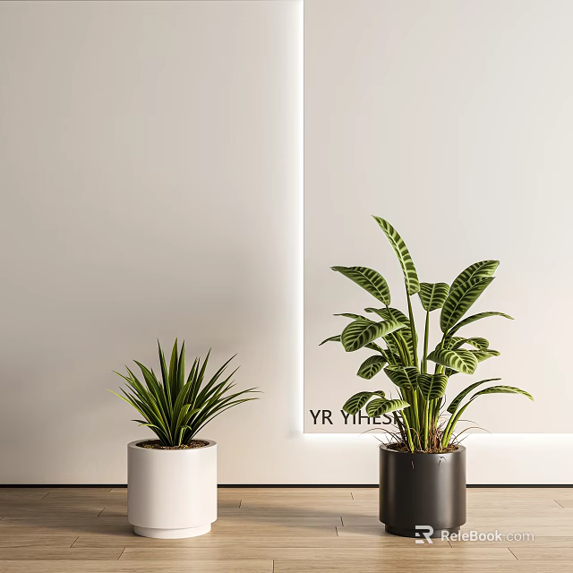 Indoor Potted Plants With Narrow Leaf And Broad Striped Leaf In White And Dark Pots 3d model 
