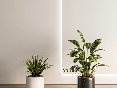 Indoor Potted Plants With Narrow Leaf And Broad Striped Leaf In White And Dark Pots 3d model