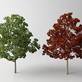 Two Lush Trees With Green And Red Vibrant Leaves In Seasonal