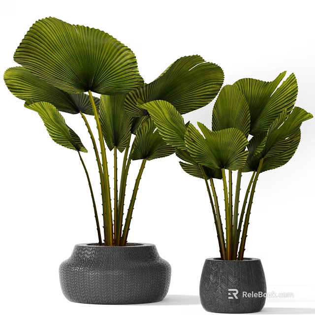 Tropical Potted Plants With Large Green Leaves In Textured Dark Pots 3d model 