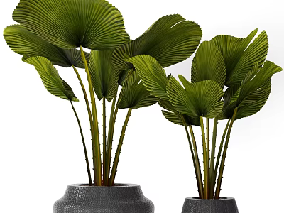 Tropical Potted Plants With Large Green Leaves In Textured Dark Pots 3d model